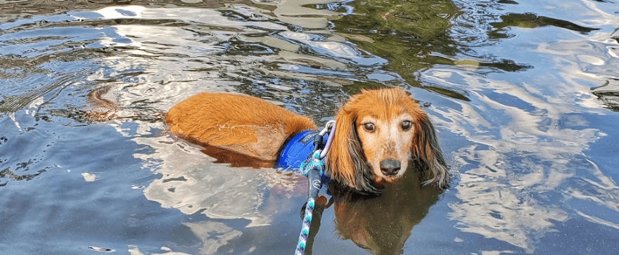 Larchmont Dog Beach 