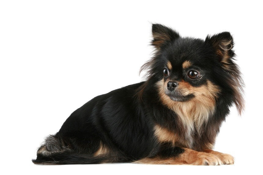 Long Haired Chihuahua