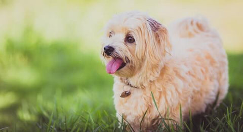 Maltese