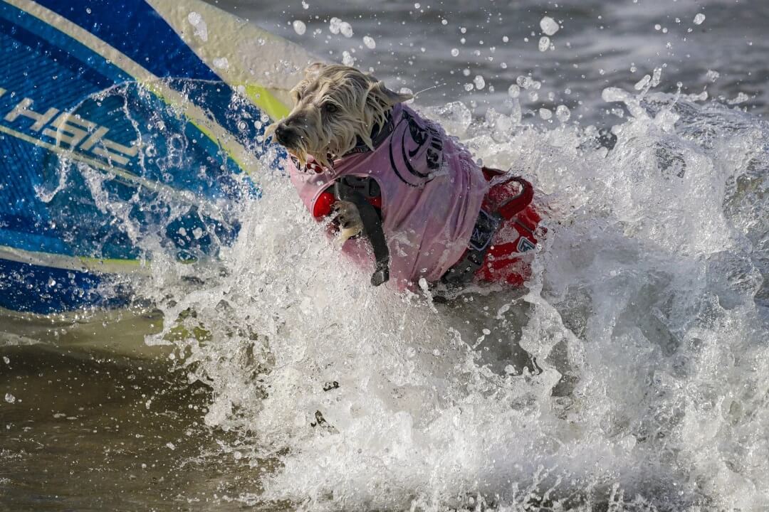 Petey catches a wave.