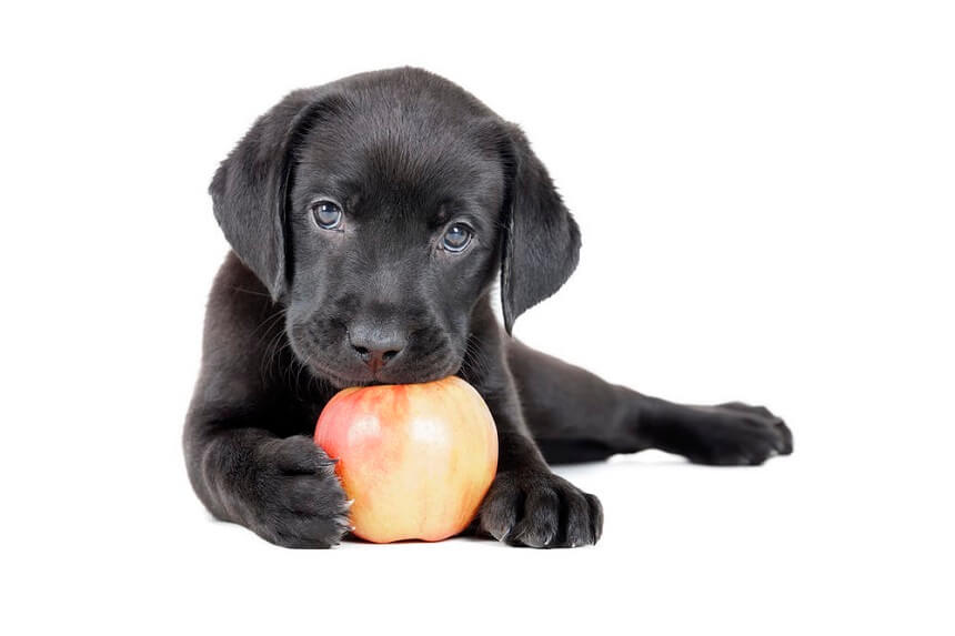 Puppies Eat Apple