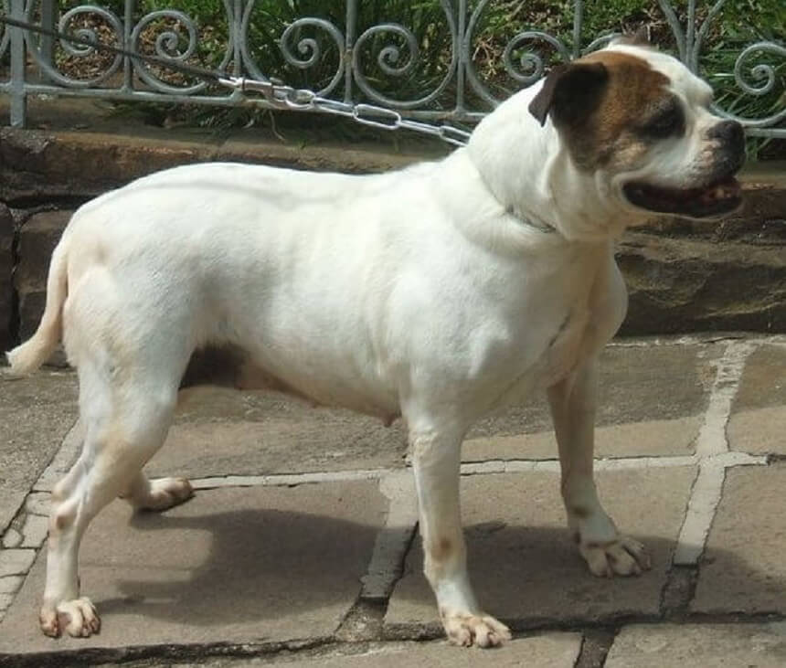 Serrano-Bulldog