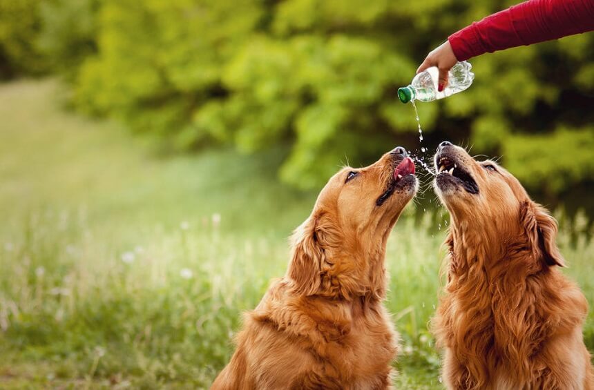 Sign of Water Drinking 