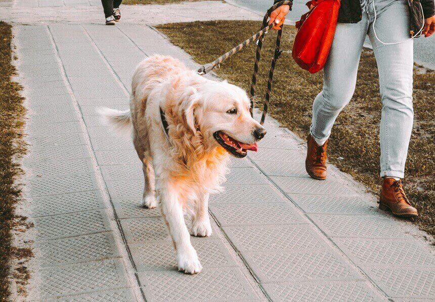 Train Your Dog To Walk On Leash