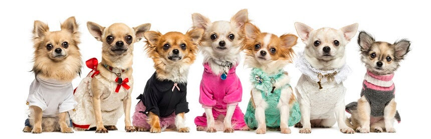 Types of Chihuahuas