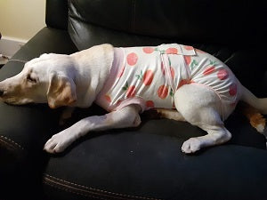 amazon dog recovery suit