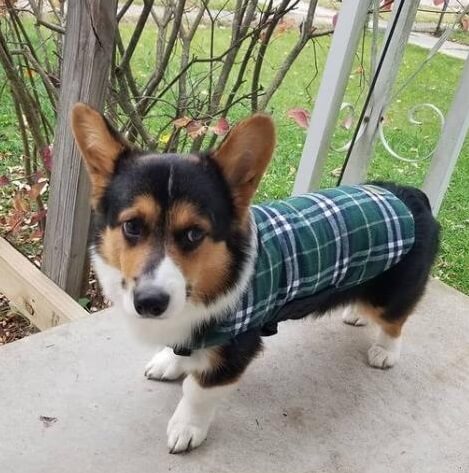 best dog winter coat