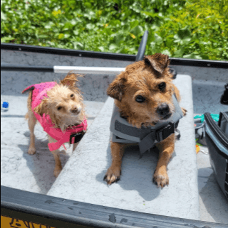 best small dog life jacket