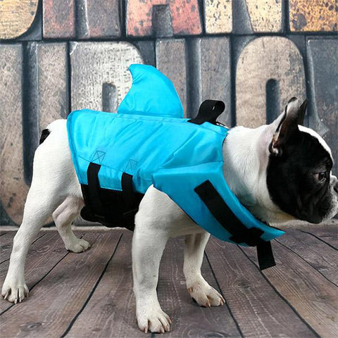 blue dog swimming suit