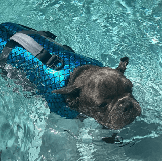 blue dog life jacket