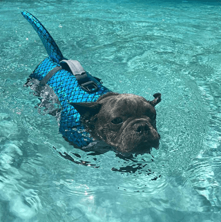 bull dog life jacket