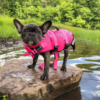 cheap dog life jacket