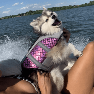 cute dog life jacket