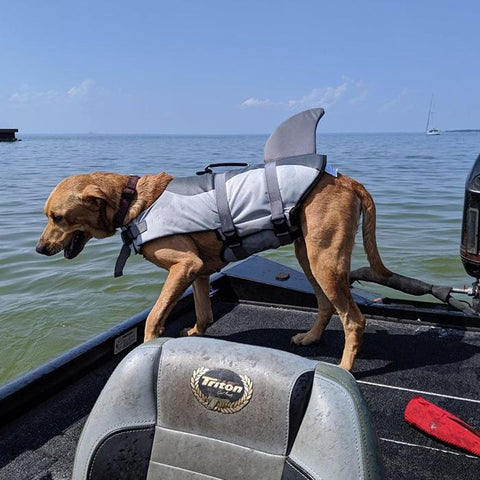 dog shark life jacket quick release for swimming