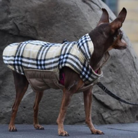 dog drying coat