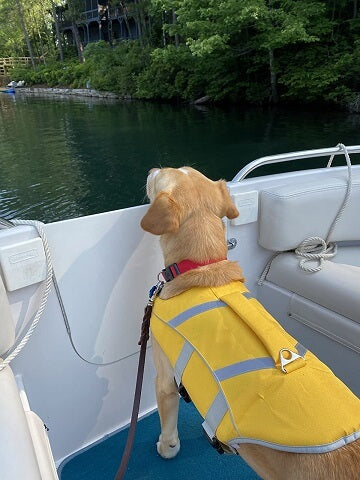dog in life jacket