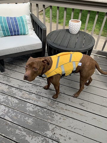 dog life jacket shark fin