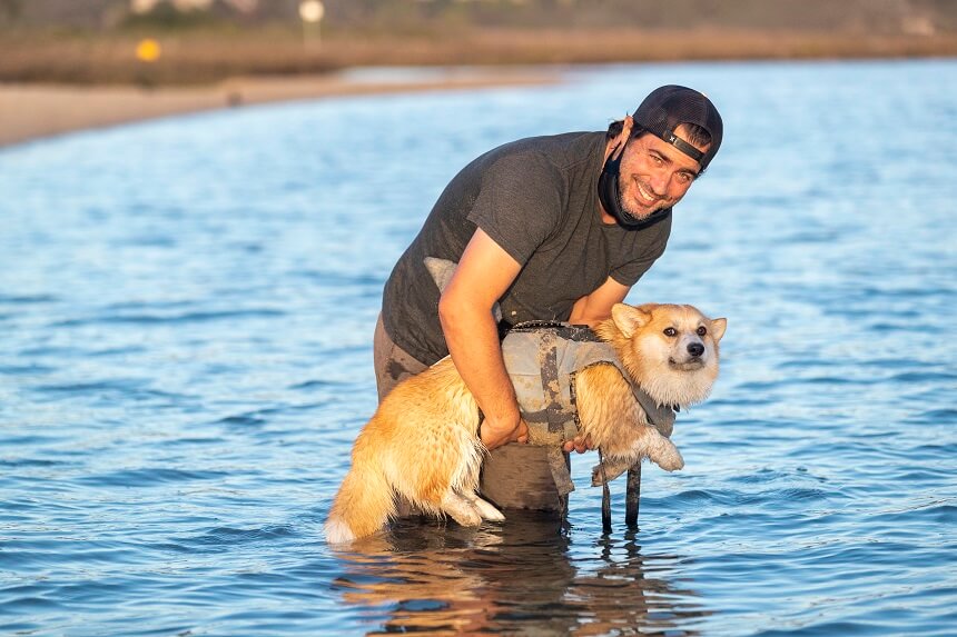 dog swimming summer