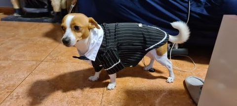 dog tuxedo vest