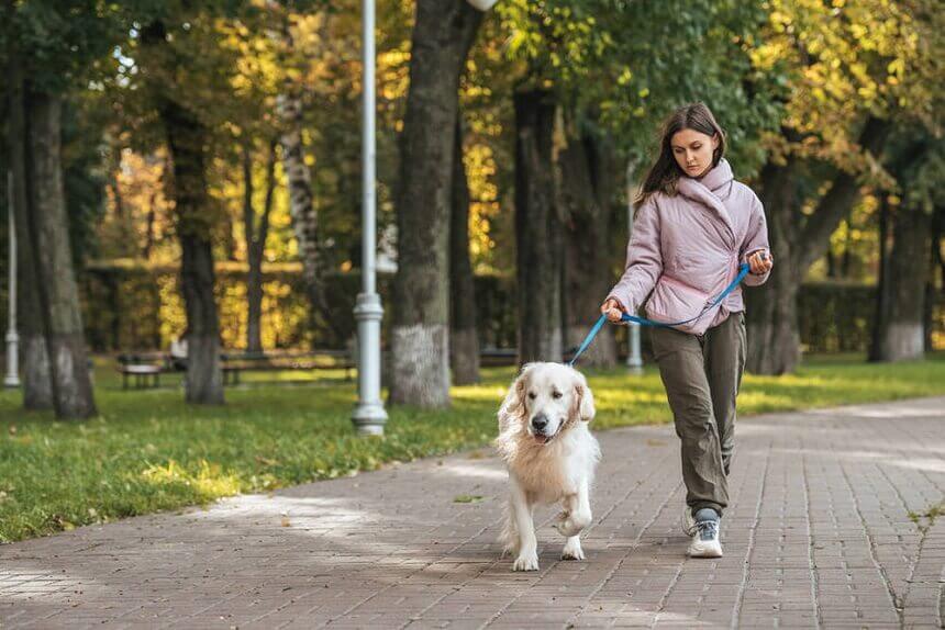 dog walking at park