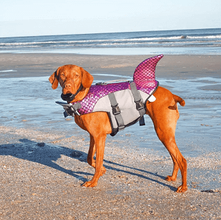 extra large dog life jacket