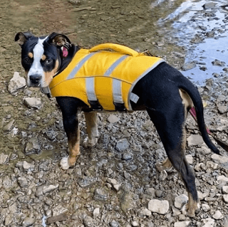 hunting dog life jacket