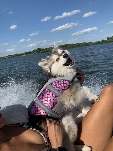 life jacket for dog