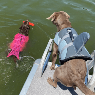 life jackets for dog