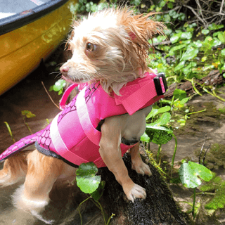 mermaid dog life jacket