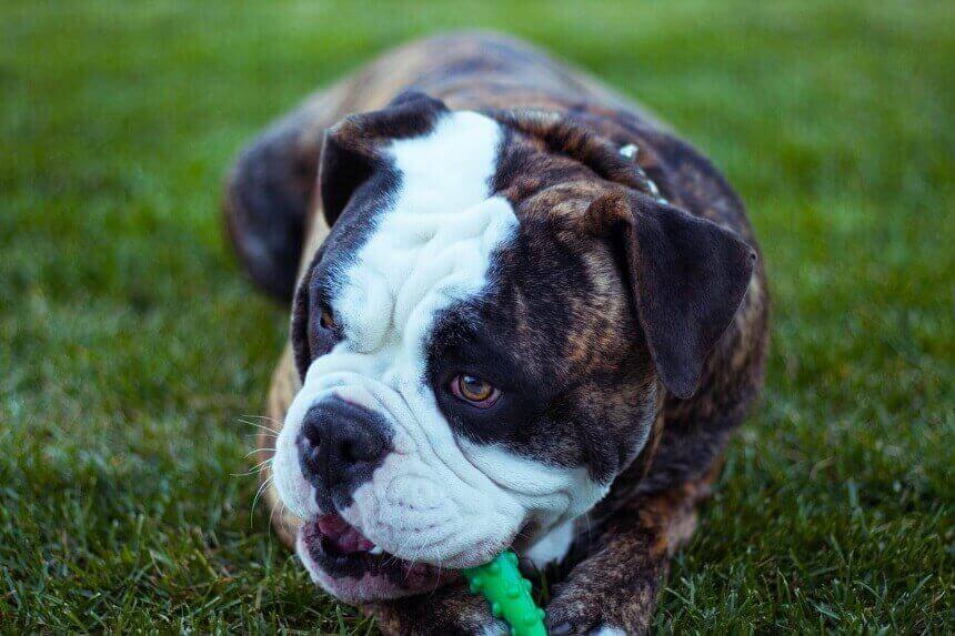 olde english bulldogge