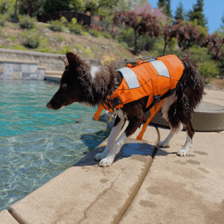 outward hound dog life jacket