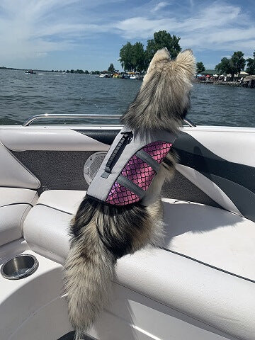 pink dog life jacket