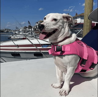 pink dog life jacket