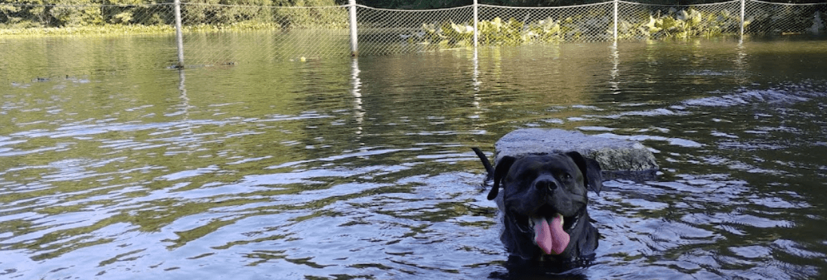 prospect park dog beach