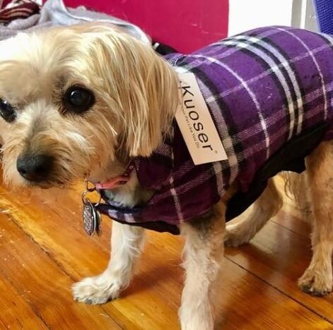 purple dog coat