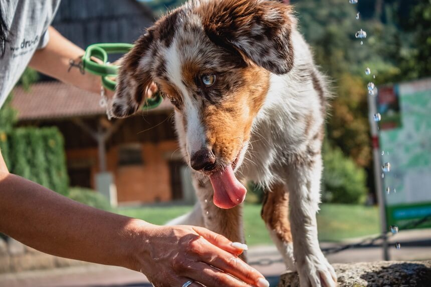 shampoo on dogs