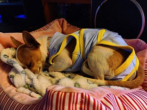 suitical dog recovery suit