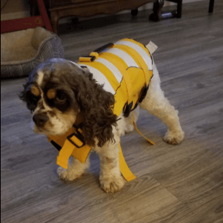 tiny dog life jacket