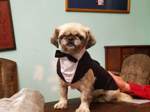 tuxedo dog harness