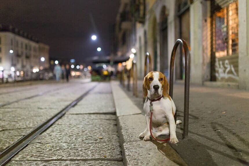 walk dog at night summer
