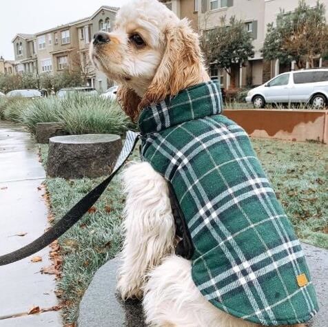 winter coat for dog