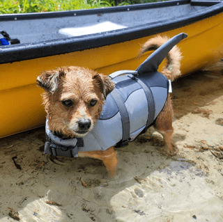 xs dog life jacket