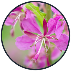 Willowherb canadien, épilobe, ingrédient naturel, local, botanique