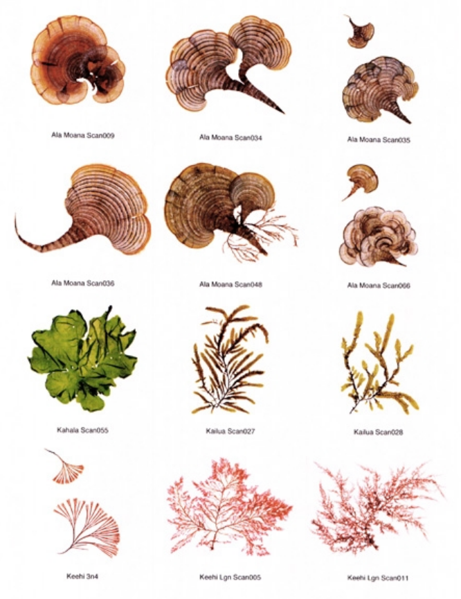 seaweed varieties