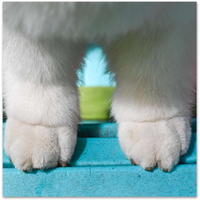 2023 Samoyed Feetsies Calendar