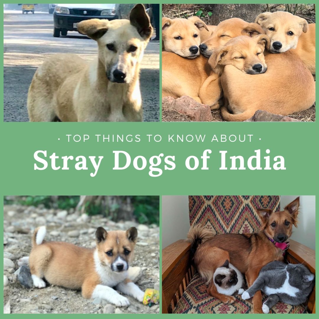 do stray dogs have breeds