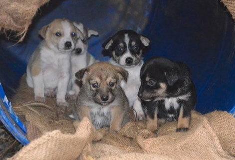 stray dog puppies at the golf club