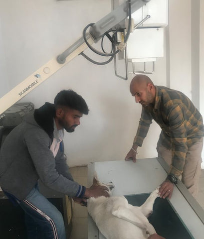 Helping stray dogs of India Alpha getting xray seva stray