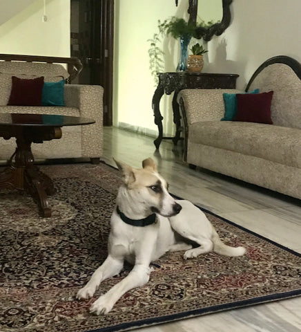 Alpha the stray dog of india wearing her collar