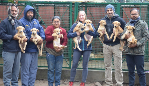 chandigarh golf club helps spay and neuter stray dogs